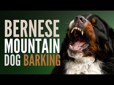 Bernese Mountain Dog Barking. How Bernese Mountain Dog Barking Sounds