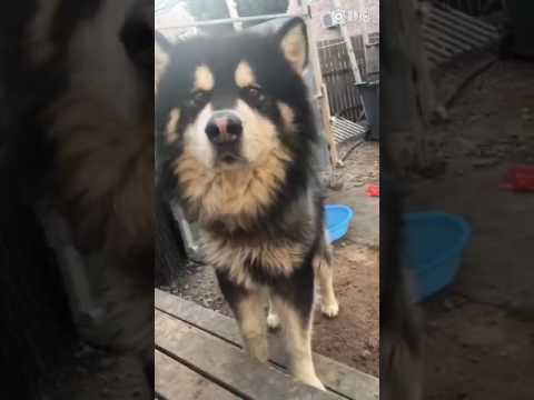 20161222 敖犬新浪微薄 更新