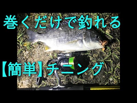 【チニング】淀川河口でボトムずる引きのマヅメチニング！！