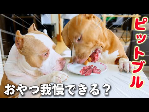 ロッキー達は誰もいない部屋でおやつ食べずに待てる？まさかの結果に❗️【アメリカンピットブル】