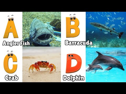 Sea Animals ABC Song | Alphabet Song for Kids | Phonics for Kids | Learn Alphabet Letters