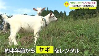 “草刈り代行”ヤギのレンタルが人気【佐賀県】 (21/10/04 18:45)