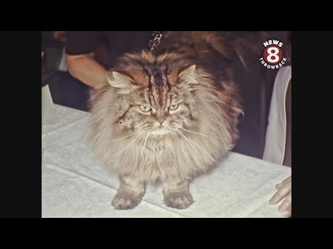 21st Annual Championship All-Breed Cat Show January 1971