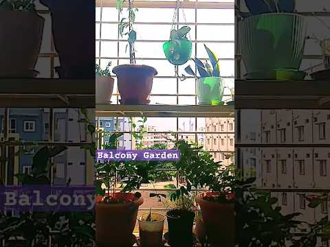 My Balcony Garden #garden #balconygarden #trendingshorts #viralvideo