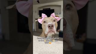 Definitely on the nice list 🥺❤️ #pitbull #shortvideo #shorts #dogs #doglover