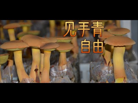 “见手青”实现人工栽培~中华腐生牛肝菌