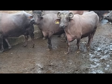 Farming with buffalo in India | Discussion with Krishi sansar.