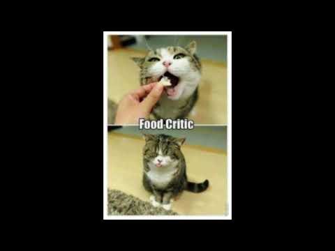 Funny and Cute Animal Memes Compilation.