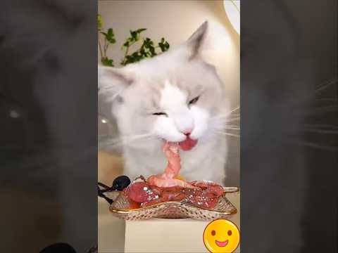 孤單嗎?萌貓陪你牛肉吃到爽!#cat #吃播 #可愛 #美食 #lovely #kitten #萌系 #療癒