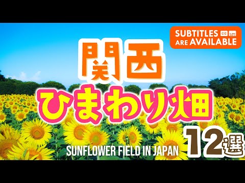 [Kansai・Breathtaking Views] 12 Amazing Sunflower Fields