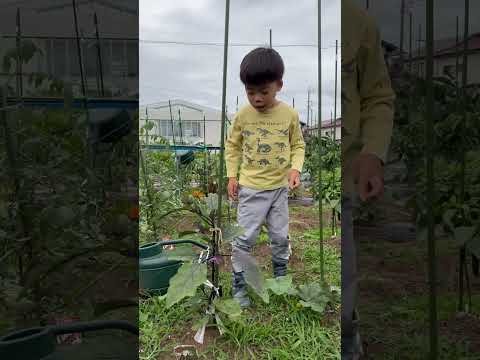 駿太君とリョウ君が市民農園で野菜を収穫した！！