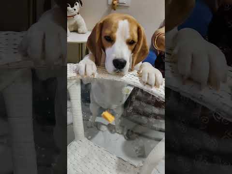 Laddu the biscuit chor 🤣🤣#beagle #beagles