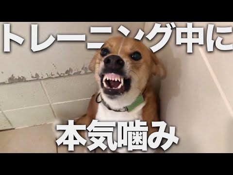 【噛犬】咬傷犬をトレーニング、噛まれないようにする方法