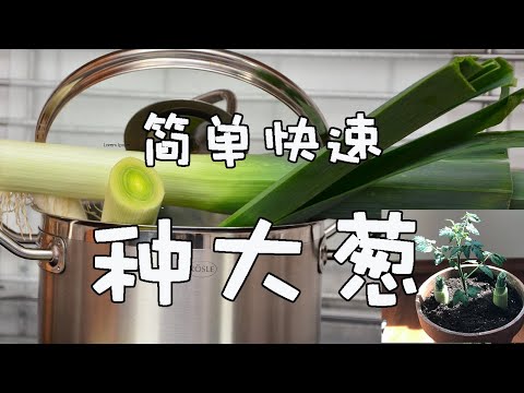 种大葱太简单了。 水培超市买的大葱。宅家减压大法 | Regrow Leek from Kitchen Scrap is So Easy and Quick