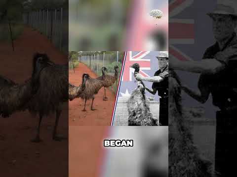 The Great Emu War: Australia’s Bizarre Military Fail