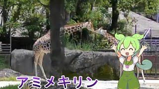 「のいち動物園」アミメキリン　４Ｋ　解説付き　"Noichi Zoo" Reticulated giraffe 4K with explanation