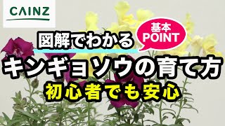 キンギョソウ(金魚草)の育て方 カインズ花図鑑