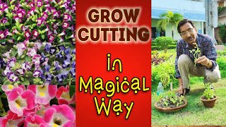 Grow Cuttings of TORENIA in a Magical Way, No Rooting Powder Needed.