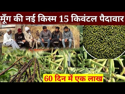 moong ki nai kism 15 kivantal // moong ki kheti kaise Karen, how to grow green gram // moong ugaen