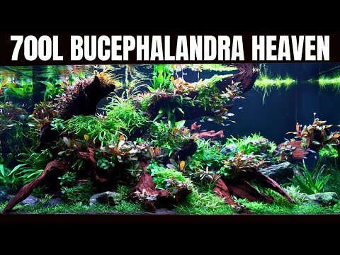 BEAUTIFUL CUSTOM MADE 700L AQUASCAPE