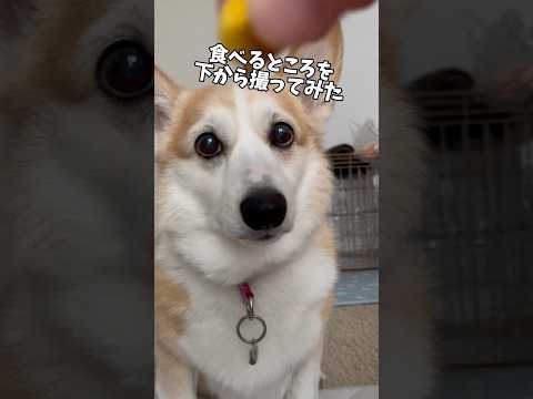 犬のよだれ1滴って、すごいベトベトになるんですね〜😂いい勉強になりました😆#わんこ #コーギー #コーギー犬 #犬 #犬動画 #わんこ動画 #わんこがいる生活 #いぬのいる生活 #いぬ