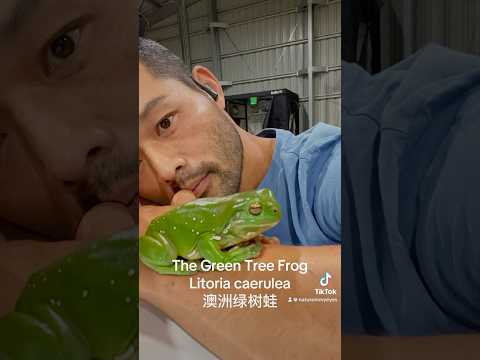 Australian green tree frog