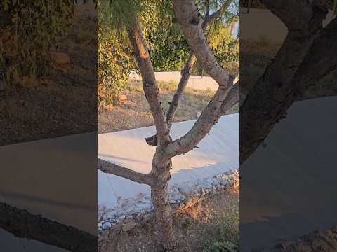 The stray cat climbs the tree and meows towards my balcony, asking for food from me.