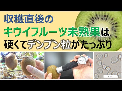 収穫直後のキウイフルーツ果実は硬くてデンプン粒がたっぷり