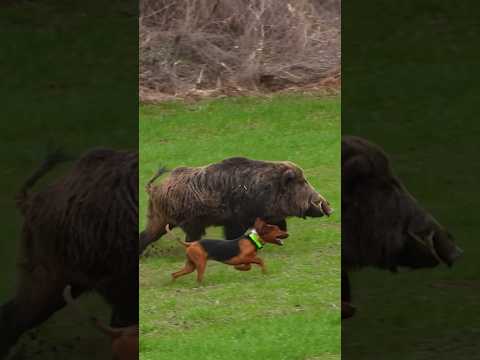 Monster Boar vs Brave Dogs 🐗🐕