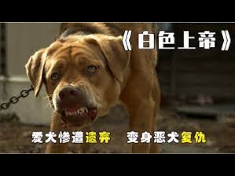 《白色上帝》一条温顺狗最后却变成了狗王见人就咬 它到底经历了什么？