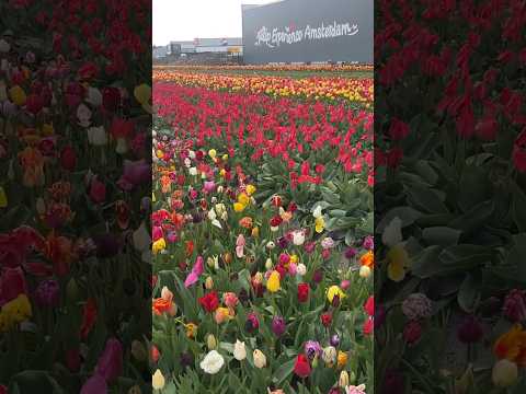 Tulip Amsterdam Experience #flowers #tulip #spring #garden #music #meditation #nature #instrumental