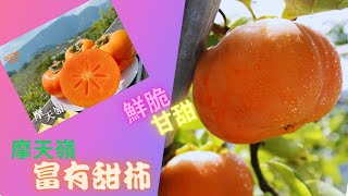 GOODS好東西/摩天嶺富有甜柿／挺在地品當季