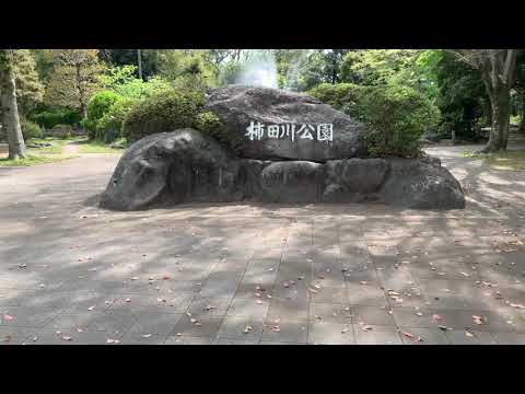 【静岡県】柿田川公園の柿田川湧水群を撮影しました。とてもキレイな湧き水でした【shizuoka】