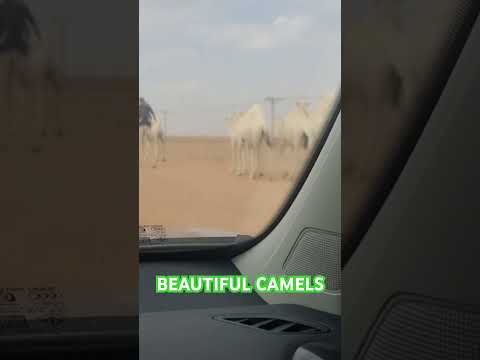 Beautiful CAMELS #saudiarabia #saudivision2030 #saudiaramco #best #international #training #zone #pk