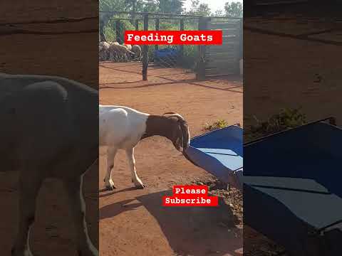 Feeding Goats Cheaply at the farm! #farming #goatbusiness #Goats