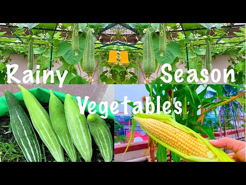 Top 10 Rainy Season Vegetable Seeds You Can Sow In The June Month // Monsoon Season Veggies