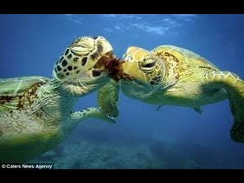 Sea Turtles Documentary HD - National Geographic Wild 2015 Turtles vs Tortoises Attacks