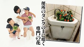 便所のタンクの上に咲く専門の花【ろばーとのうた】