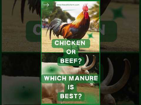 🐔🐄 Chicken vs. Steer Manure: Which Is Best for Your Garden?  #gardenwisdom #gardeningtips #organic