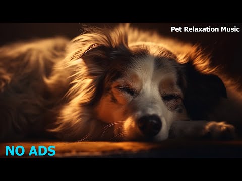 🐶RELAXING MUSIC TO CALM PETS 💛 RELAXING MUSIC FOR YOUR BEST FRIEND, MUSIC FOR DOGS