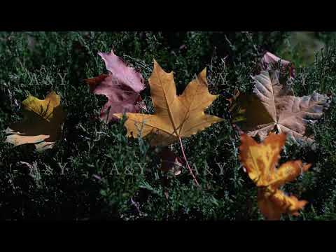 Autumn time of the year in the forest