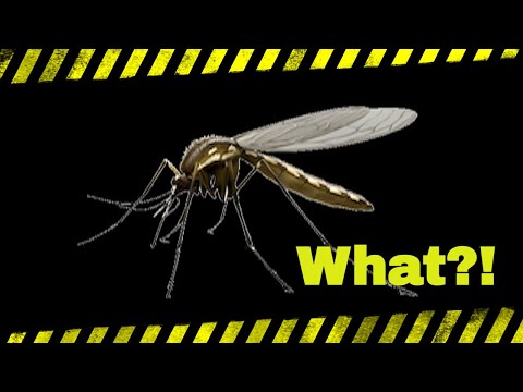 3 Cool Facts about Mosquitos