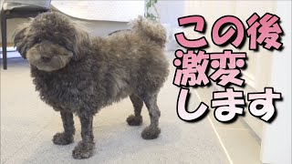 犬の羊カットをやめたら新事実が発覚しました【パパ驚く】