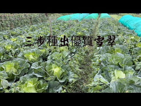 高麗菜「雪翠」三步種出優品質～又大又美～判斷高麗菜採收技巧