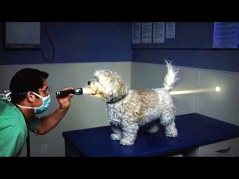 Videos De Risa De Animales 2024 - Perros van al veterinario, reacciones