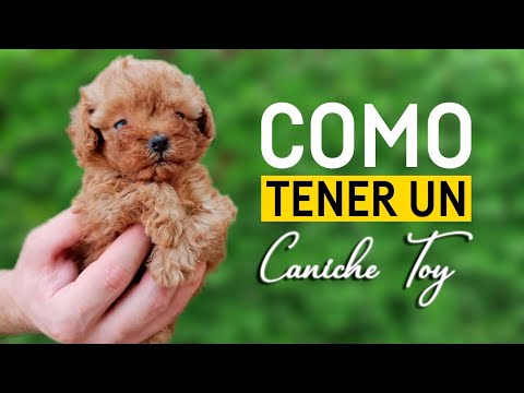 🐶 TODO LO QUE NECESITAS SABER DE LOS CANICHE TOY: Dónde Comprarlo? Cuánto Cuesta? Se puede Adoptar?