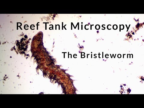 Reef Tank Microscopy - Bristleworm