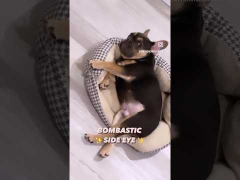 French Bulldog Puppy Side Eye | Max and Bo #Shorts #Dog