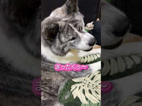 指示音は知らんぷりなくせに #秋田犬