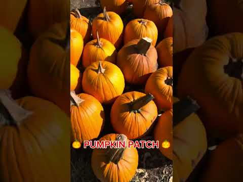 It’s time for Pumpkin Patch! 🎃 👻 | Humongous Pumpkin | Happy Halloween | Jin Moore